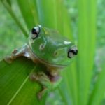 How to treat depression, anxiety, chronic pain & addiction with Kambo: Nature's Amazon Frog Medicine