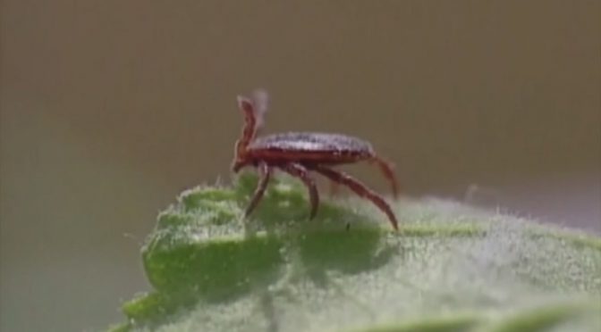 Video: Tick Found In Minnesota Brings Rare Meat Allergy
