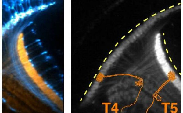 Electrical activity early in fruit flies’ brain development could shed light on how neurons wire the brain